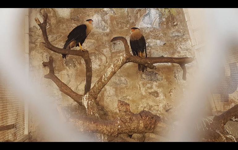 Dos aves Cara Cara ubicadas en el rancho de Tonalá.