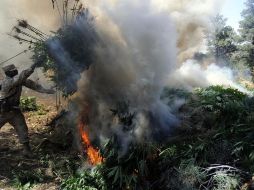 La PGR en Jalisco informa que inicia dos carpetas de investigación contra quienes resulten responsables por el delito contra la salud. EL INFORMADOR / ARCHIVO