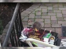 La familia colocó una cámara para ver lo que estaba pasando y el martes observó a una gorda ardilla de pie en un escalón husmeando en las provisiones. ESPECIAL / Michelle Boudreaux