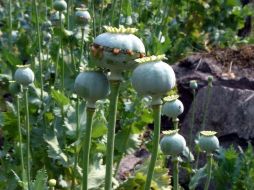 La Procuraduría inicia carpetas de investigación por delitos contra la salud. SUN/ARCHIVO