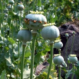 La PGR destruye plantíos de amapola en Jalisco