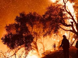 Los incendios masivos de California han arrasado unos 700 kilómetros cuadrados. AP / M. Eliason/Santa Barbara County Fire Department