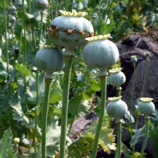 Destruyen más de 214 mil plantas de amapola en Autlán de Navarro