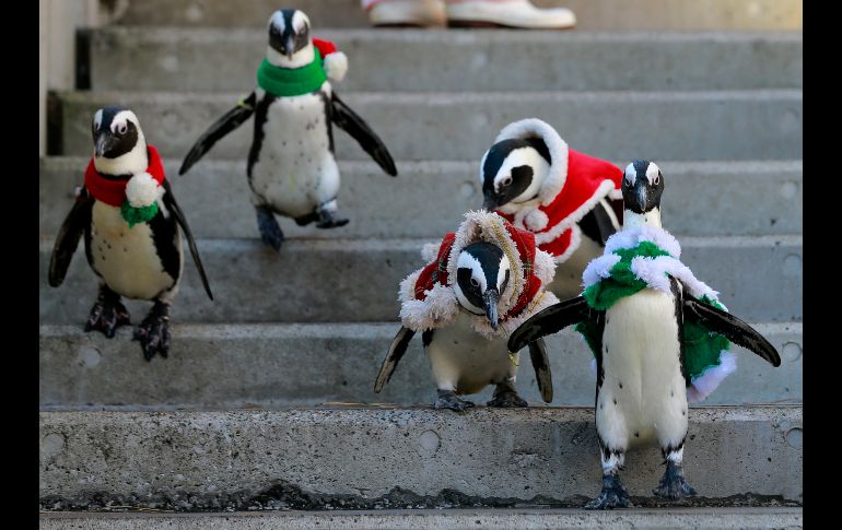Pingüinos en atuendos festivos se ven en un parque de diversiones en Yokohama, Japón. AP/S. Kambayashi