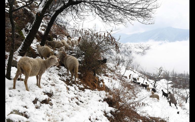 Un pastor cachemir dirige a sus ovejas tras una nevada en Srinagar, India. AFP/T. Mustafa