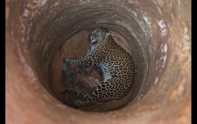 Una leopardo mira desde un pozo al que cayó en una zona residencial de Gauhati, India. Oficiales forestales tranquilizaron y rescataron al animal para luego enviarlo a un zoológico. AP/A. Nath