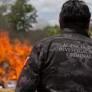 Destruyen plantío de mariguana en Mascota