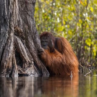 NatGeo premia las mejores fotografías de 2017