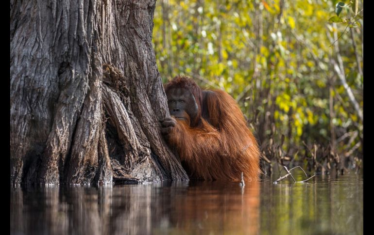 Jayaprakash Joghee ganó el primer lugar con su fotografía de un orangután sumergido en agua de Borneo. ESPECIAL / www.nationalgeographic.com