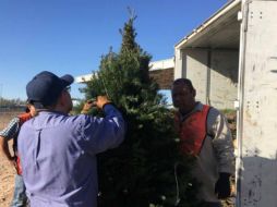 Se rechazaron 13 mil diez árboles, por presentar insectos considerados como plagas de importancia cuarentenaria, a los que se deben sumar tres retornos voluntarios en Mexicali, por un total de dos mil 611 árboles. FACEBOOK / PROFEPA