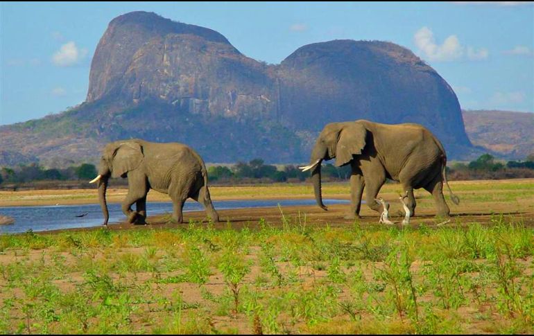 La población de elefantes del Niassa en 2016 era de tres mil 675, según un censo aéreo gubernamental, que ha pasado ahora a ser de entre 1200 y 1600 especies en toda el área de Conservación. ESPECIAL