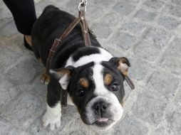 Etólogo recomienda, en el caso de especies convencionales como perros, obsequiarlos cuando los niños ya están en primaria. EL INFORMADOR / ARCHIVO