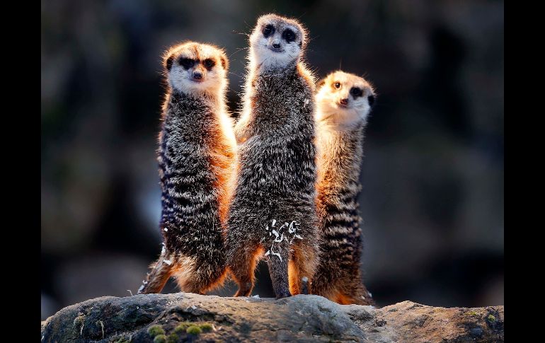 Suricatas se ven bajo una lámpara calentadora en su recinto del zoológico Opel en Kronberg, Alemania. AP/M. Probst