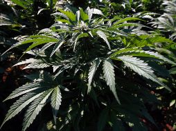 La nueva regulación permitirá el acceso a medicamentos a personas con enfermedades como la epilepsia, artritis, alzheimer, asma, dolor crónico, entre otros. EFE / ARCHIVO