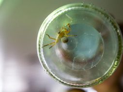 Una mordedura puede matar las células de la piel de la zona donde atacó, avanzar a los órganos y causar la muerte en pocas horas; sólo muerden cuando se sienten agredidas. EL INFORMADOR / ARCHIVO