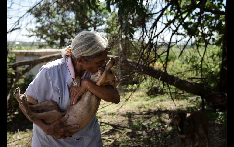 Carmen Cintron, fundadora del Santurario Canita, acaricia uno de los perros rescatados en su refugio de Guayama, Puerto Rico.