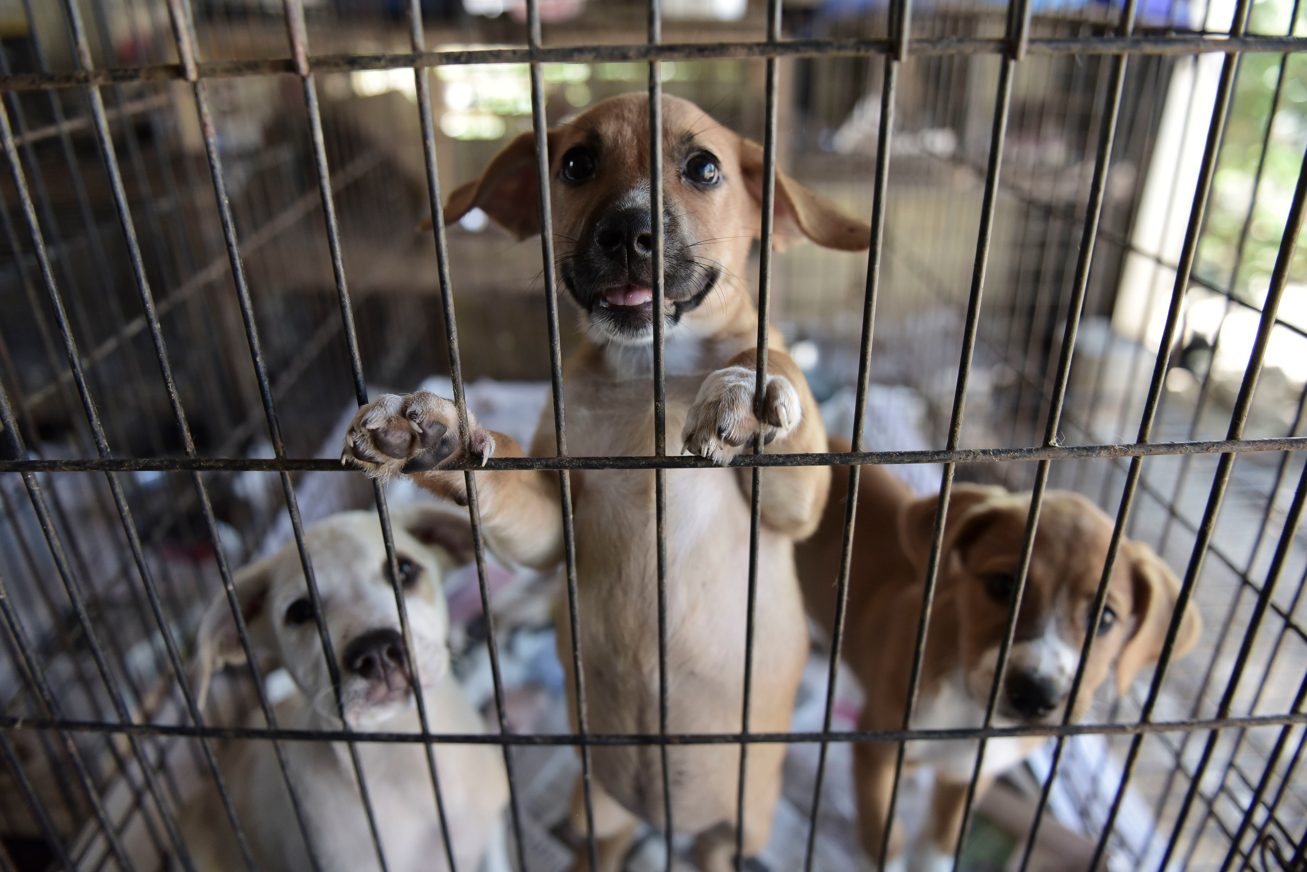 Animales abandonados aumentan en Puerto Rico tras hurac&aacute;n | El Informador