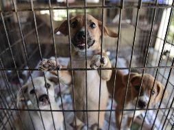 Animales abandonados aumentan en Puerto Rico tras huracán