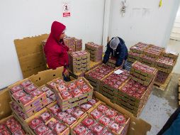Actualmente la producción en Michoacán es distribuida a Estados Unidos, Canadá, Japón y Reino Unido. EL INFORMADOR/ ARCHIVO