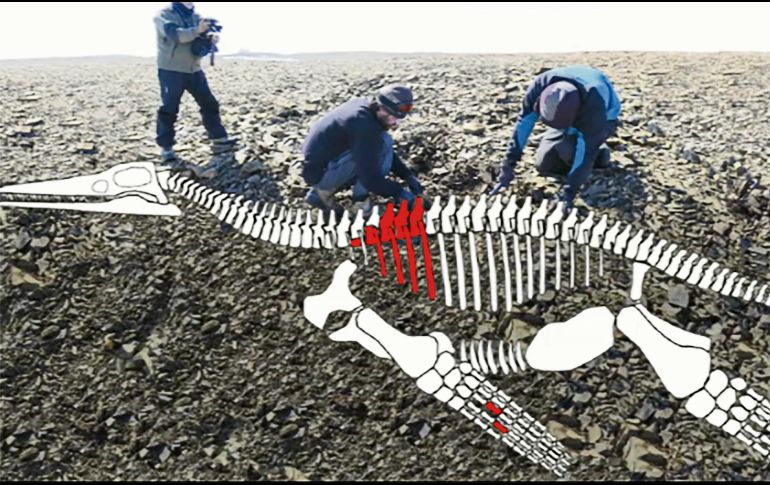 La argentina Agencia de Ciencia, Tecnología y Sociedad publicó una reproducción en la zona del aspecto que tendría el esqueleto del reptil; en rojo se señalan las piezas encontradas. ESPECIAL