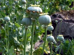 Tras hallar la amapola, se procedió a la destrucción e incineración del sembradío. SUN/ARCHIVO