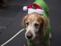 Un perrro porta un disfraz navideño en el Rockefeller Center de Nueva York el día de Navidad. AFP / A. Levy