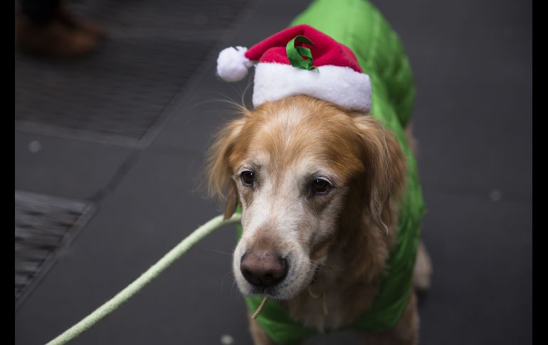 Un perrro porta un disfraz navideño en el Rockefeller Center de Nueva York el día de Navidad. AFP / A. Levy