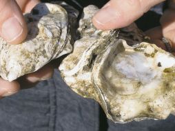 El grupo NY/NJ Baykeeper ha experimentado con ostras en el muelle de la Marina desde 2011. AP/Archivo