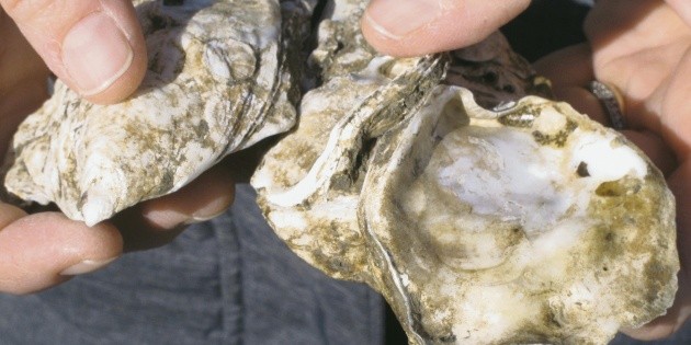 Recurren a ostras contra las tormentas