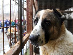Los surcoreanos consumen alrededor de un millón de perros cada año. AFP / J. Yeon-je