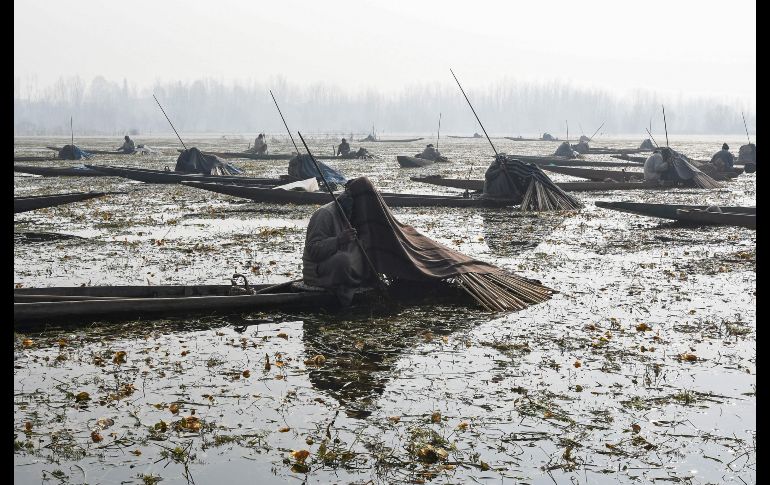 Cachemires pescan con harpones en el lago Anchar, a las afueras de la ciudad india de Srinagar. Los pescadores cubren sus cabezas como parte de las tácticas para atrapar peces. AFP/T. Mustafa