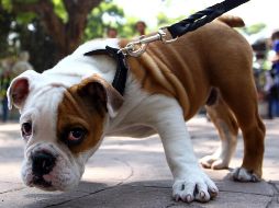 El ingreso se facilita gracias a la implementación del programa 