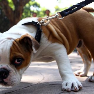 Aeropuerto de Guadalajara, entre terminales “pet friendly”