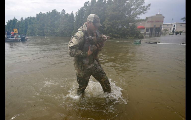 HOUSTON, ESTADOS UNIDOS (27/AGO/2017).- Un rescatista traslada a dos perros. El gobernador de Texas, Greg Abbott, anunció hoy el despliegue de tres mil oficiales de la guardia nacional y estatal, una fuerza militar de reserva. AP/D. Phillip