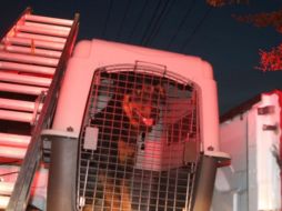 El cachorro fue trasladado a salud animal. ESPECIAL/ Bomberos Zapopan