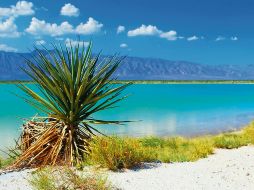 La belleza de una poza milenaria en el desierto. EL INFORMADOR/ P. Somellera