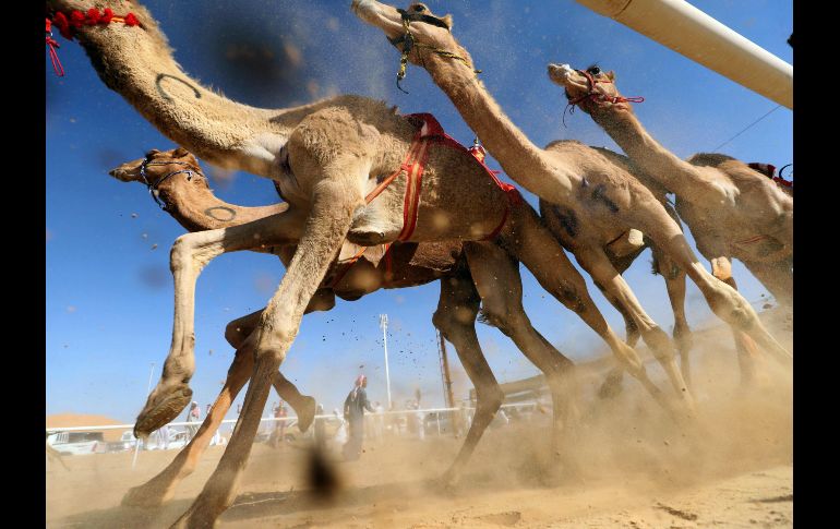 Camellos corren en el marco del festival de la duna de Moreeb en el desierto de Liwa, en Emiratos Árbaes Unidos. AFP/K. Sahib