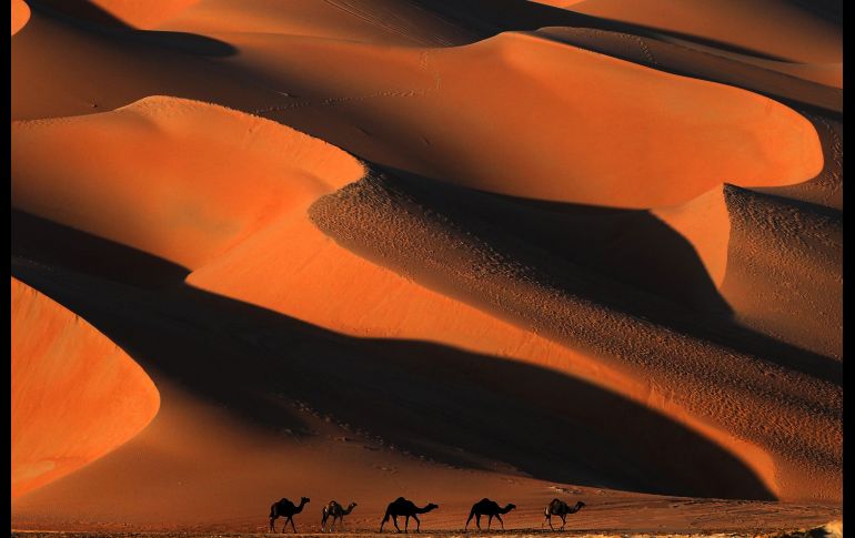Camellos se ven en el desierto Liwa, en Emiratos Árabes Unidos, en el marco del Festival de la Duna del Moreeb, que alberga una variedad de carreras. AFP/K. Sahib