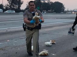 Pollos en fuga invaden carretera en California