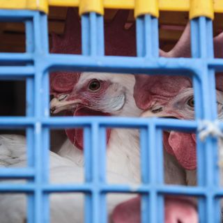 Corea del Sur registra un nuevo caso de gripe aviar