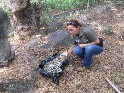 A pesar de los esfuerzos realizados por las autoridades para atender al felino, éste perdió la vida; el ejemplar era una hembra adulta, de 9.43 kilogramos. TWITTER / @PROFEPA_Mx