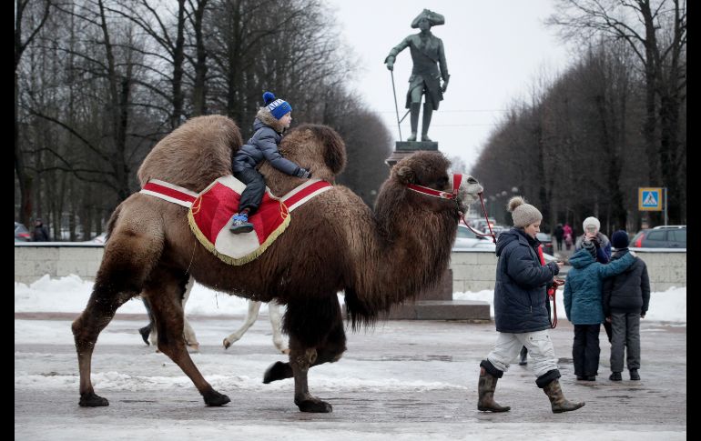 Un niño se pasea en camello en un parque de la ciudad rusa de Gatchina. AP/D. Lovetsky