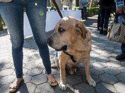 El pulso se puede obtener con sólo colocar el aparato en la piel, huella de la pata e incluso en la oreja. EL INFORMADOR/Archivo