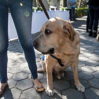 Universitarios crean aparato no invasivo para medir pulso a mascotas