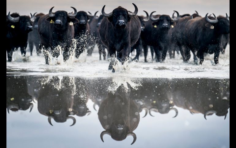 Búfalos son dirigidos en el parque nacional Kiskunsag desde su hábitat invernal en Szabadszallas a una granja animal en Fulopszallas, Hungría. AP/MTI/S. Ujvari