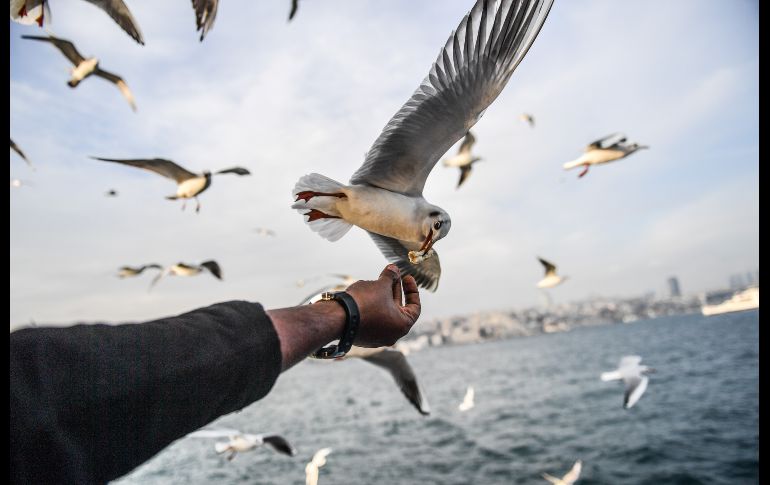 Un hombre alimenta una gaviota detrás de un ferry en el Bósforo, en la ciudad turca de Estambul. AFP/B. Kilic