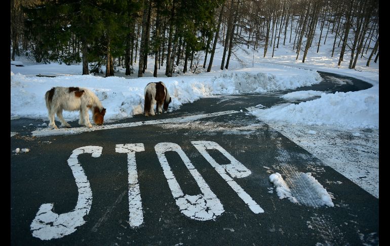 Caballos lamen la sal que cubre una carretera en El Espinal, España, luego de una nevada entre Lekumberri y el Santuario Aralar. AP/A. Barrientos