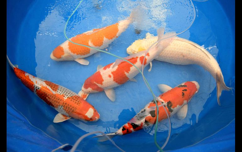 Estos peces, de atractivos colores, se han convertido en un ícono de Japón. AFP/T. Yamanaka