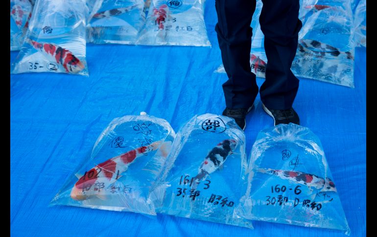 Ejemplares se muestran en bolsas de plástico durante un concurso en Tokio. AFP/F. Khademian