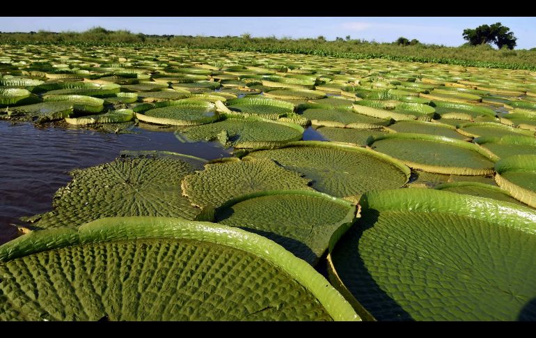 Plantas acuáticas conocidas en guaraní como Yakare Yrupe, en Limpio, Paraguay. Las autoridades instaron a proteger y conservar la planta, después de que cientos de personas depredaran uno de sus hábitats. EFE